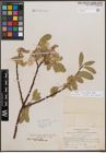 Foto von Salix commutata Bebb